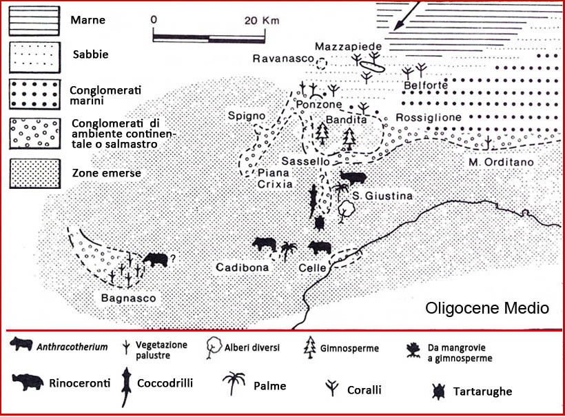 oligocene medio